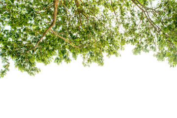 The green leaves are completely separated from the background.