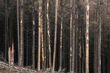Durch Trockenheit und Borkenkäferfraß abgestorbener Fichten-Wald im Harz, Monokultur