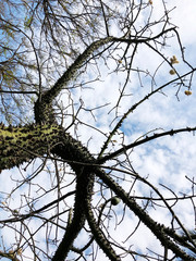 The brown trunk of the tree, spines and branches. bottom view of the tree.