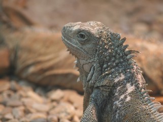 iguane