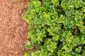 Decorative cranberry bushes on the background of the red gravel path. Garden backdrop.