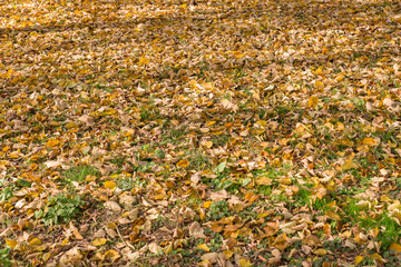 Obraz premium Many yellow autumn leaves. Withered leaves.
