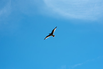 Fototapeta premium Bird on the sky background