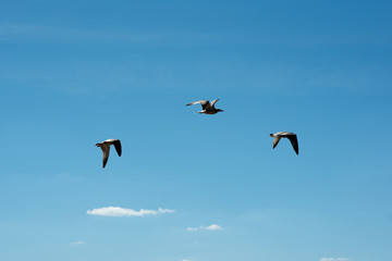 Birds on the sky background.