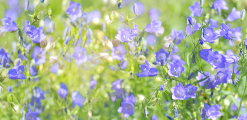 Fototapeta na wymiar panoramic view on blue bellflowers in a maedow
