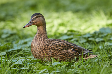 Naklejka na ściany i meble Female wild duck in the grass