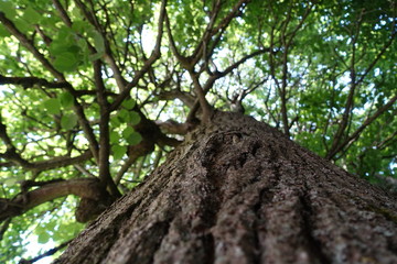 Fototapeta premium Looking up a big tree