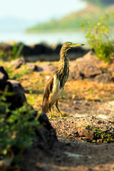 heron in tree