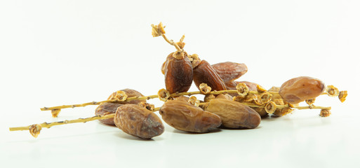 date palm on white background