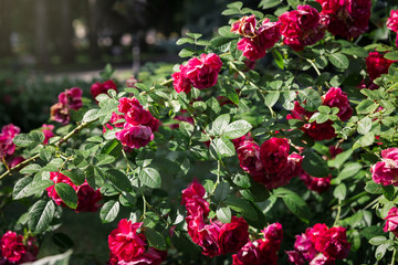 The texture of the bush is red roses or wild rose, vegetable background.