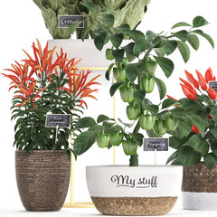 Decorative peppers on a white background in pots