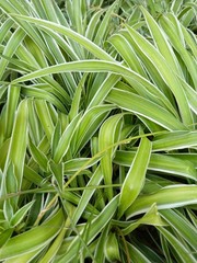 Obraz premium green leaves of plant