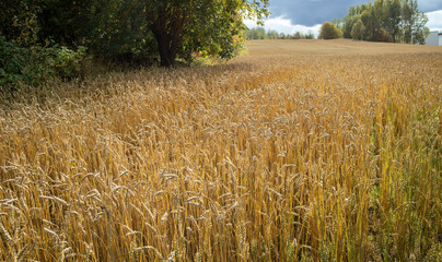 Ripe common wheat field before harvesting, Finland