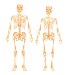 Human skeletal system man and woman. Female and male human body. Detailed biological system of the human body in full growth. Vector cartoon illustration