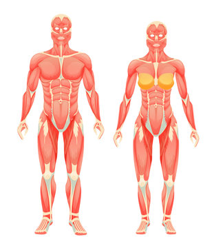 Human body anatomy man and woman. Female and male human muscular people, type of muscle system with muscles and ligaments cartoon vector illustration