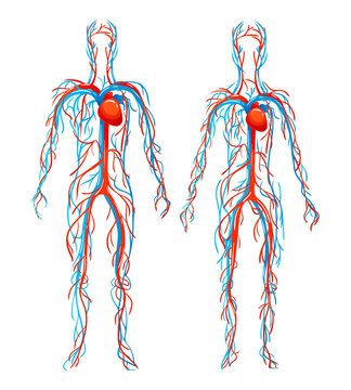 Human circulatory system. Blood arteries, vein structure, bloodstream. Structure of human cardiovascular, body vascular, blood vessels, lung arteries, circulation sanguine venous system vector