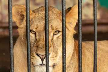Portrait of a lion in the zoo