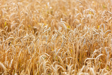 Ripe ears of wheat grow on the nature