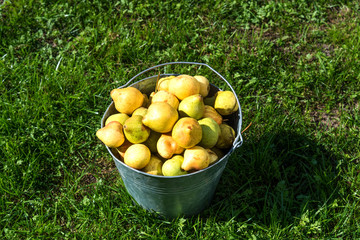 Ripe yellow pears in bucket in the garden.