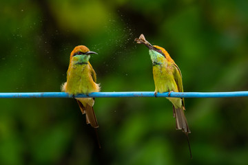 Green Bee-Eater perching on blue electrical wire, looking into a distance while another one holding a moth in the beak