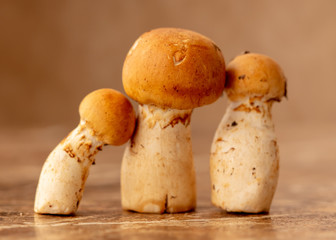Mushrooms collected in the forest on the table