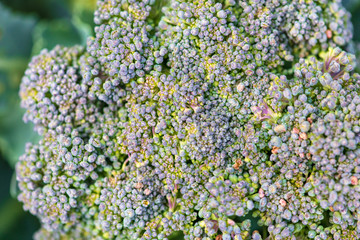 Broccoli cabbage in the garden