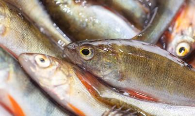 Small fish perch and ruff