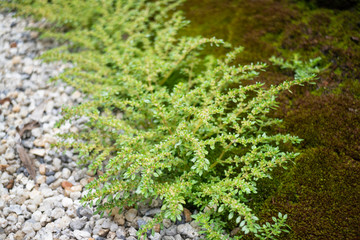 Obraz premium Natural stone landscaping in home garden