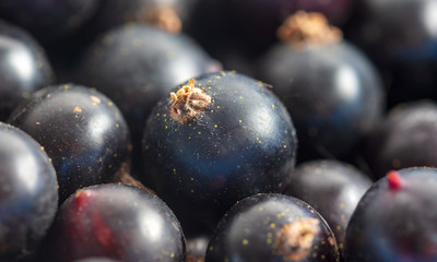 Ripe blackcurrant berries as a background
