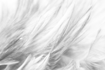 Beautiful closeup textures abstract colorful gray and white feathers and light gray pattern feather wallpaper and background