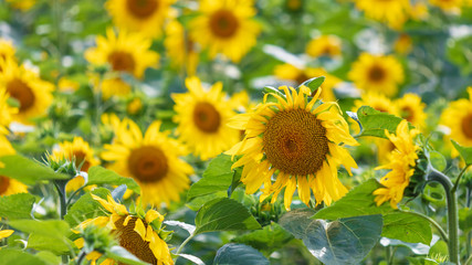 Sunflowers grow in the field