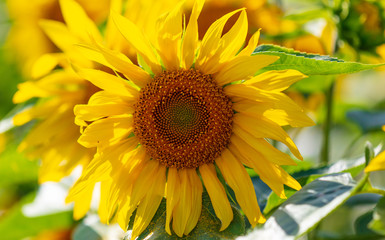 Obraz premium Sunflowers grow in the field