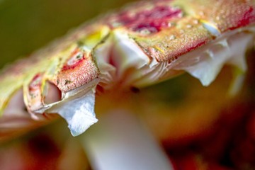 Close up of a Fly Agaric in Autumn colours