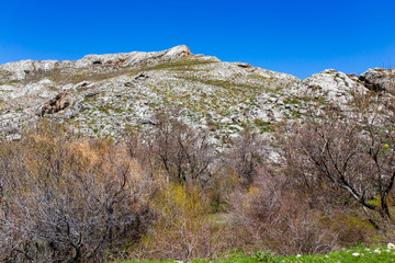 Fototapeta na wymiar Dry tree on the rocks in the mountains