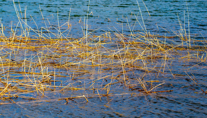 Dry reeds on the surface of the water in the lake