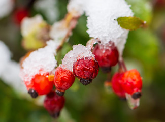 The first snow on red rosehips in nature