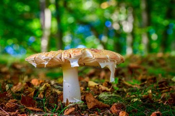 mushroom in the forest