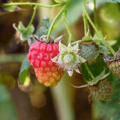 berry unripe raspberries on a branch closeup