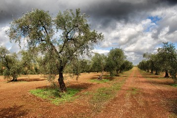 Olivar extremeño