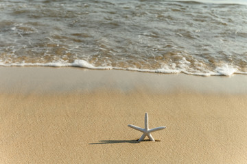 Fototapeta na wymiar starfish in front of a beach with wave coming