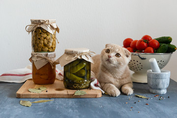 Homemade preserved food in glass jars with cat on the table. Pickled cucumbers, mushrooms and...