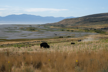 Antelope Island State Park © IDN