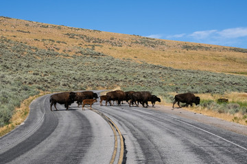 Antelope Island State Park © IDN