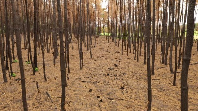 Waldbrand