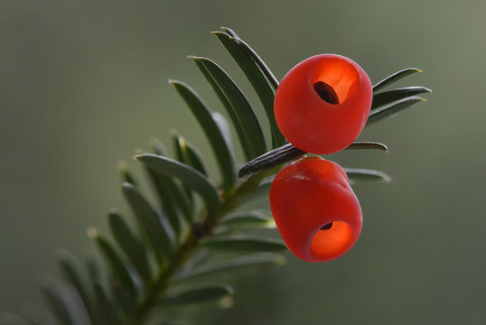 Eibe (Taxus baccata) in nahaufnahme