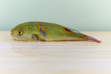 puffer fish body on a wooden table