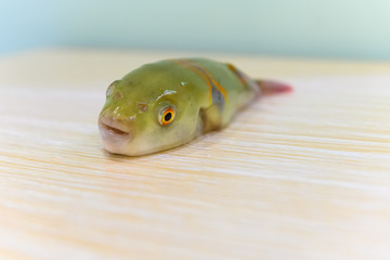 puffer fish body on a wooden table