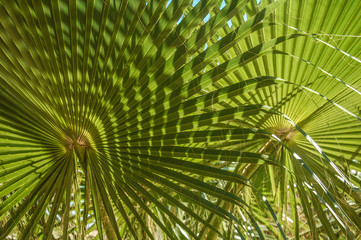 the green leaves of a palm tree illuminated by the sun