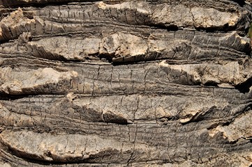 background texture of palm tree bark