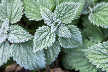 Fototapeta na wymiar first frost on green nettle mint leaves, view rom above